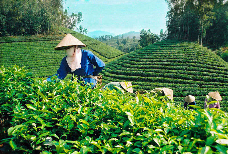 Nông trường trồng trà Ô Long